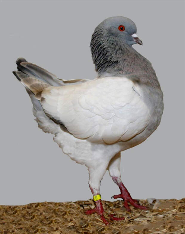alt