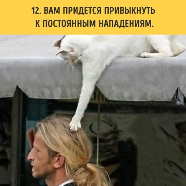 18 вещей, c которыми вы столкнетесь, когда заведете кошку коты, пушистики, факты