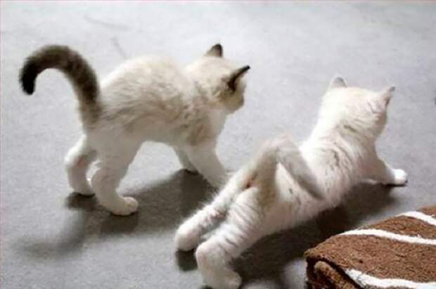 Два котенка проводят занятия йогой дома.