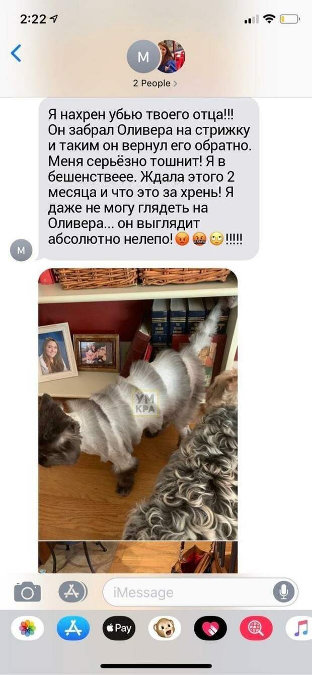Согласно переписке, мама Кейтлин записывалась к грумеру за 2 месяца животные, забавно, кот, модник, стрижка, шерсть, юмор