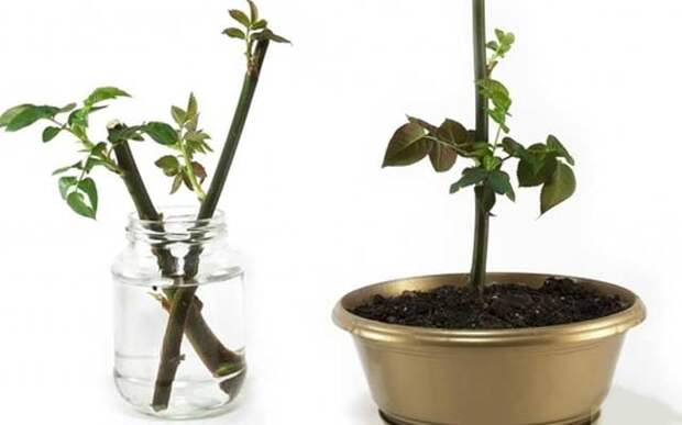 plants1116-15.jpg