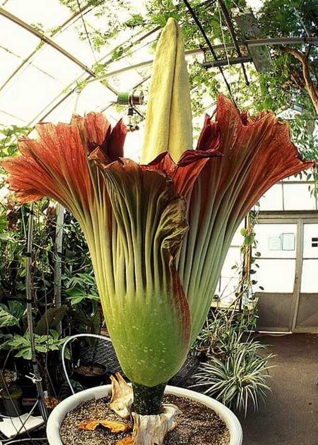 Самый большой цветок в мире