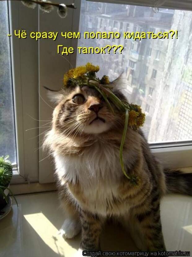 Котоматрица на Бугаге (33 фото)