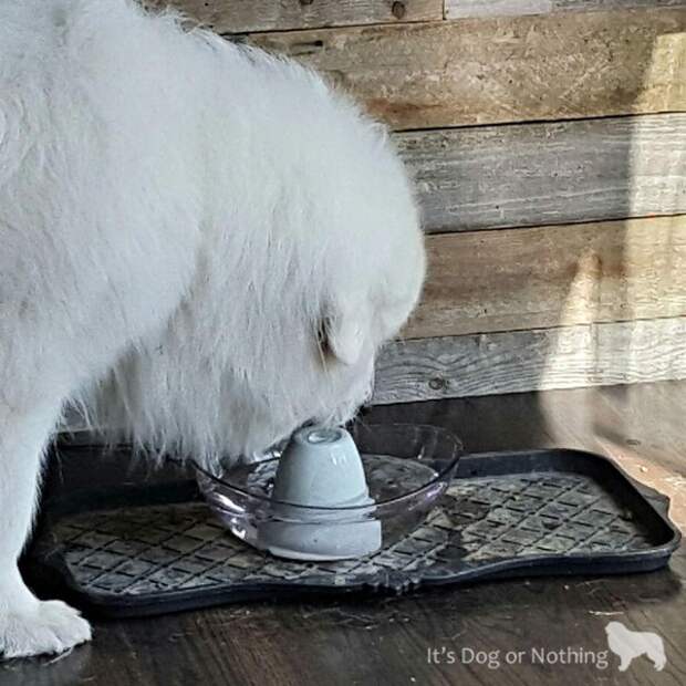 With far too many pets suffering from dehydration, especially during the summer months, we wanted to bring attention to National Pet Hydration Month. With the help of our pals over at PetSafe we were able to transform our mucky water bowl area to a beautiful home accent that even I want to drink out of!