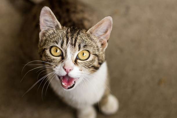 catmeowing4-610x408