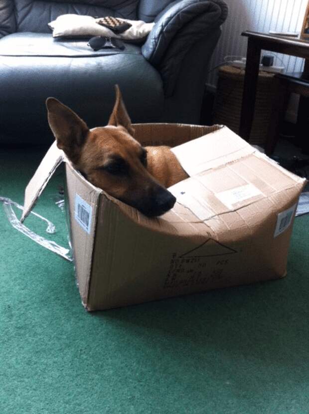собака сидит в картонной коробке