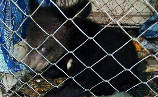 Спасенный медвежонок не может поверить, что обрел дом животные, защита природы, лаос, медведи