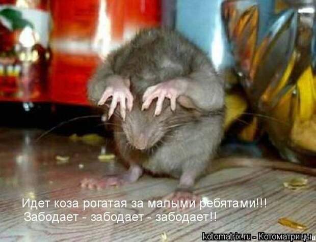 Лучшие котоматрицы недели (50 фото)