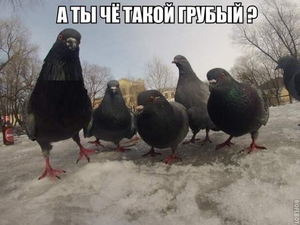 Эти животные умело кидают предъявы Эти животные умело кидают предъявы животные, мемы, прикол, угроза