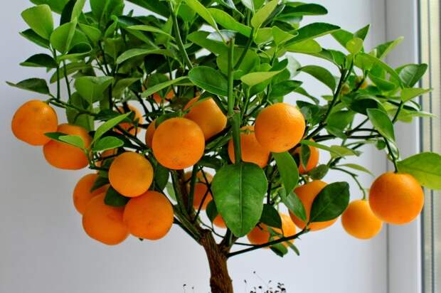 милые оранжевые плоды