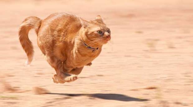 catrunning2-610x340
