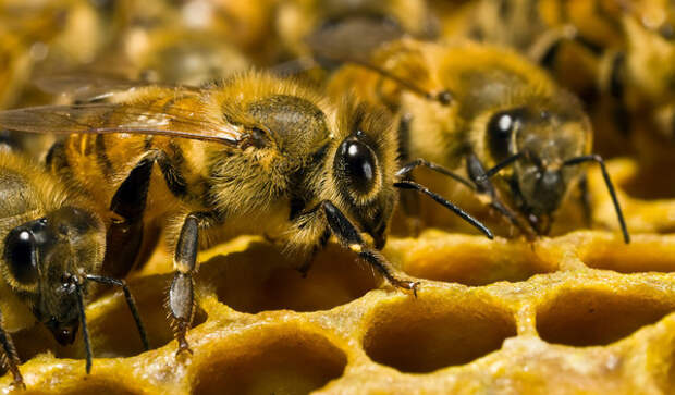 5 фактов о пчелах, которые изменят ваше представление о них Факты, Пчелы, Интересное, Длиннопост