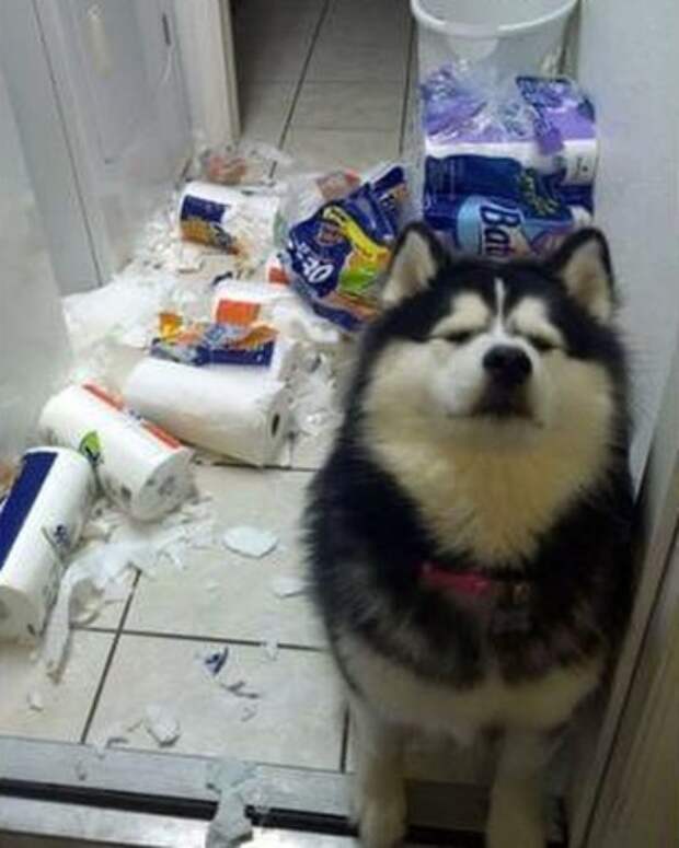 Туалетная бумага - это зло домашние животные, животные, питомцы, прикол, юмор