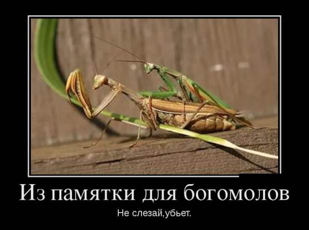 Демотиваторы (30 фото)