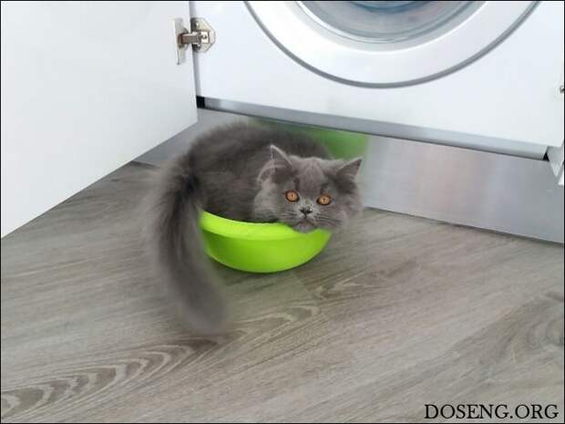 Коты стремятся заполнить собой любую емкость