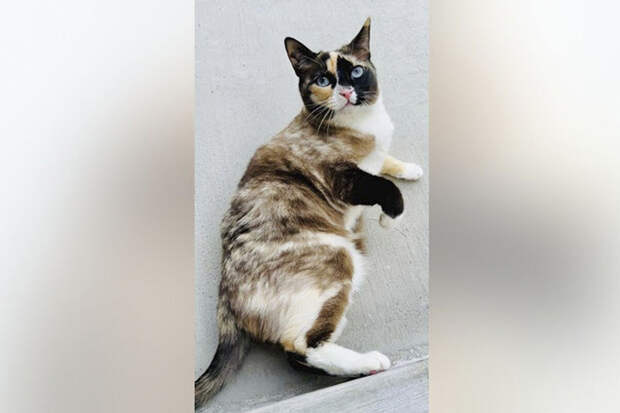 Fox News: супруги из США случайно вернули кошку на склад вместе с заказом