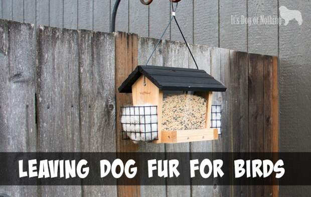 When you have dogs, you're bound to have a lot of fur! Here's how I put my Great Pyrenees' fur to good use by leaving fur for birds.