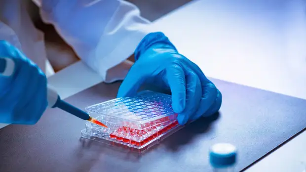 В Камчатском крае обнаружили первые десять случаев омикрон-варианта коронавируса