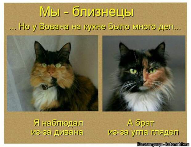 Свежая котоматрица на Бугаге (37 фото)