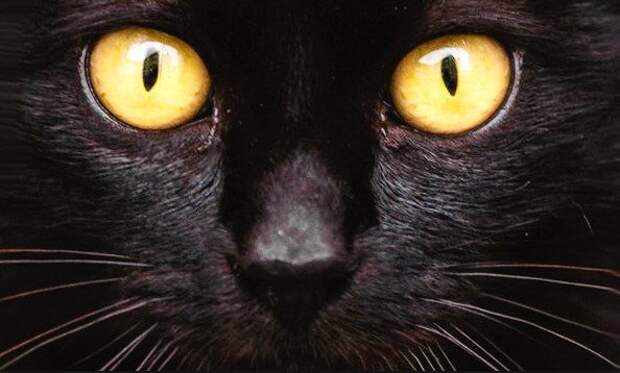 Приметы о том, почему нельзя долго смотреть кошке в глаза