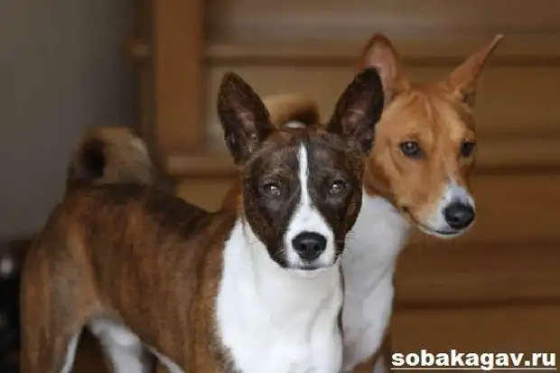 Басенджи собака. Описание, особенности, уход и цена породы басенджи