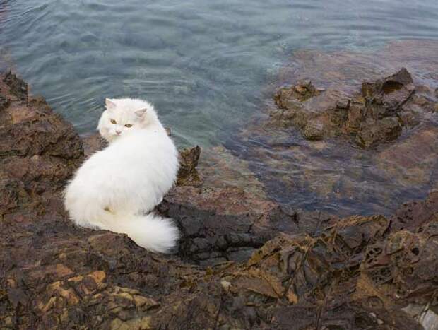 catatbeach2-610x460