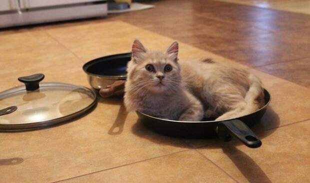 Все кошки, как кошки, а наша очень странная Все кошки, как кошки, а наша очень странная