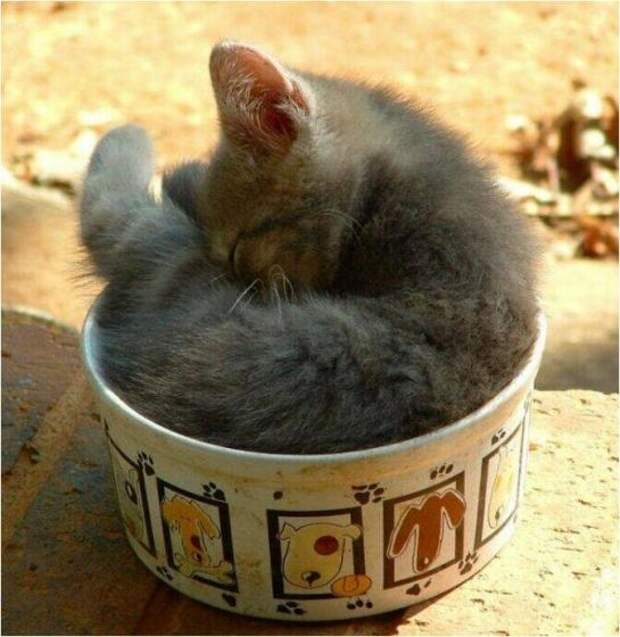 Милое,коты,кошки, коробка,ёмкость.ваза