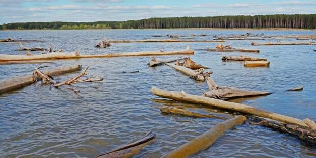 Чтобы достать с речного дна дорогущую древесину натурального морения, японцы предложили советскому правительству почистить за свой счет дно реки / Фото: fishingsib.ru