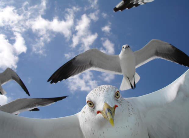 Любопытные чайки атакуют фотографа на побережье острова Санибел, Флорида.  (Photo and caption by Richard Rush)