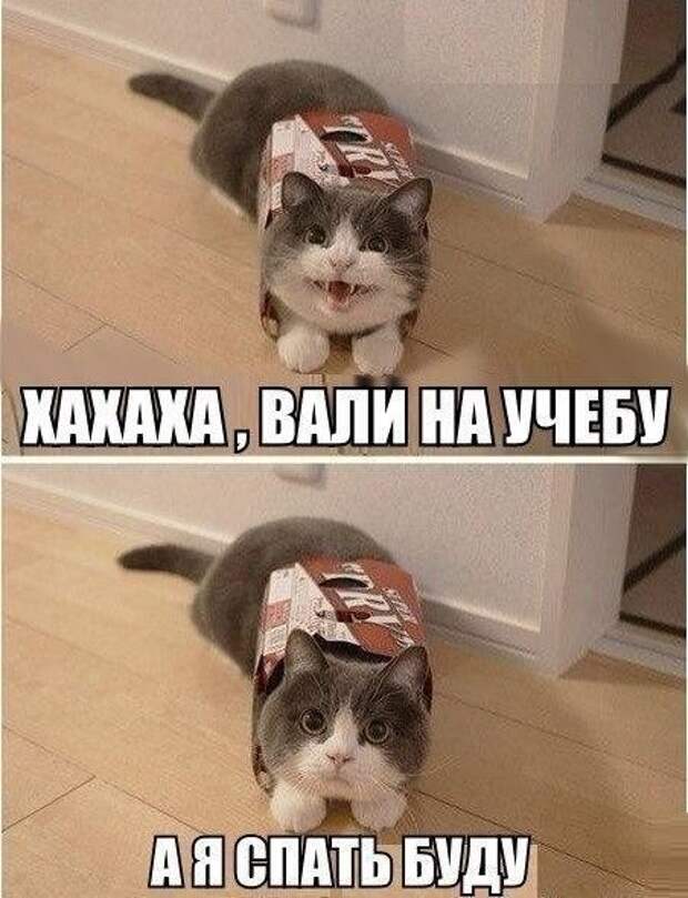 Смешные фото приколы и мемы с котами и кошками Смешные фото приколы и мемы с котами и кошками животные, коты, прикол, юмор