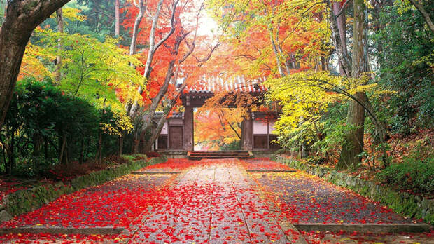 Japan_autumn_1 (800x493, 512Kb)