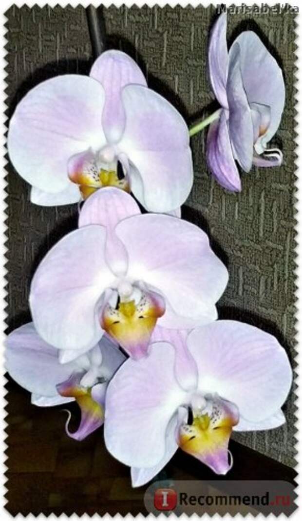 Орхидея фаленопсис фото