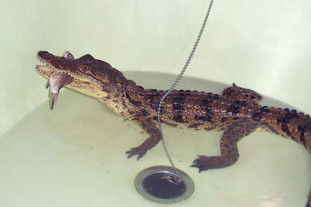 Названы запрещенные к содержанию в доме животные