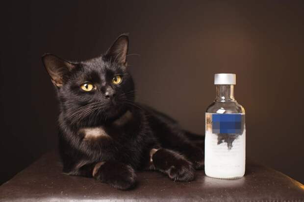 Кошка, которую в честь пережитых событий назвали Типси («Поддатая»), была найдена возле склада шин на выходных антифриз, в мире, водка, животные, коты, кошка, спасение