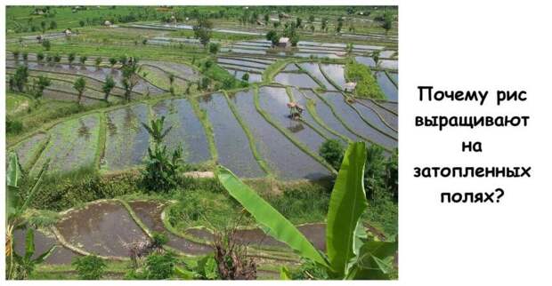 Почему рис выращивают на затопленных полях?
