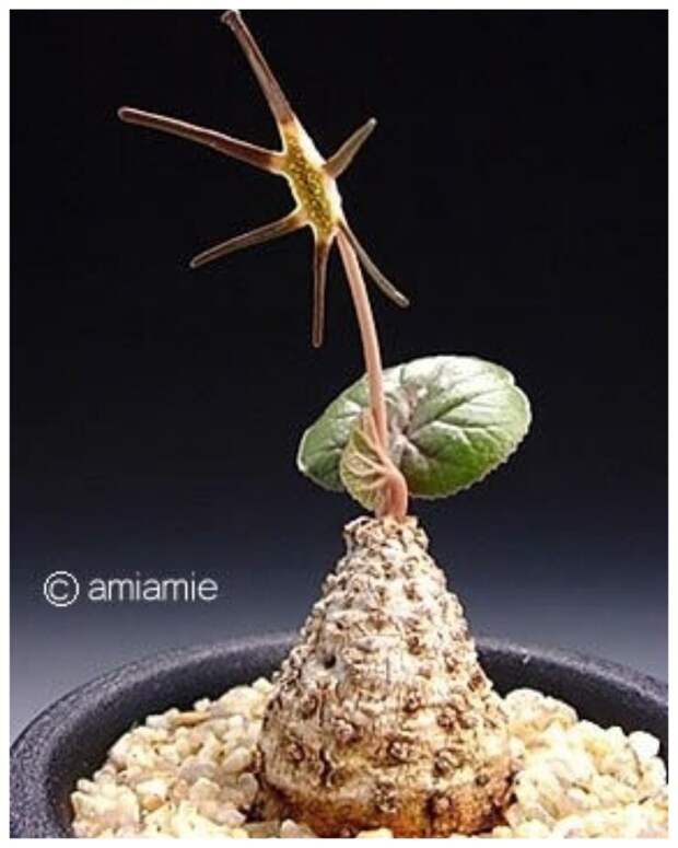 Euphorbia suzannae-marnierae "голые", интересное, красота, природа, растения, факты