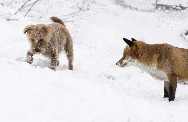 Трогательная дружба лисы и собаки