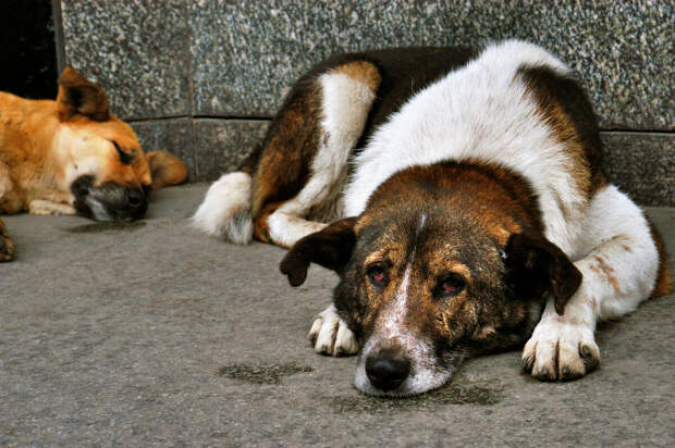 http://8plus1.ru/wp-content/uploads/1448420034_saint_petersburg_june-stray_dogs_sadovaya_street_saint.jpg