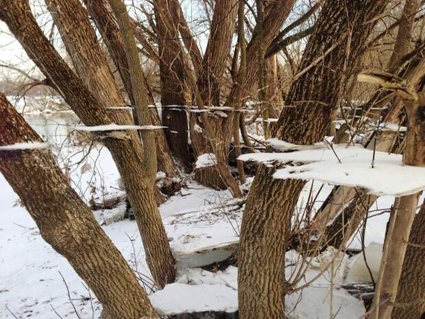 Лёд оставшийся на деревьях после половодья жить, творчество, фото