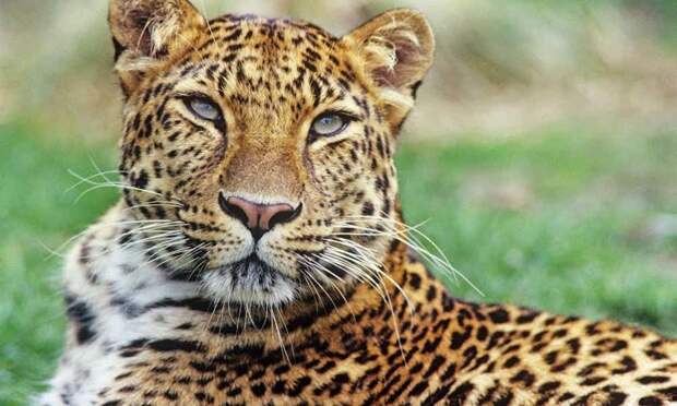 3. Дальневосточный леопард вымирание, животные, мир