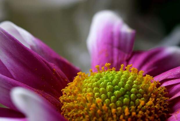 Макро-фото цветов от фотографа Brian Valentine
