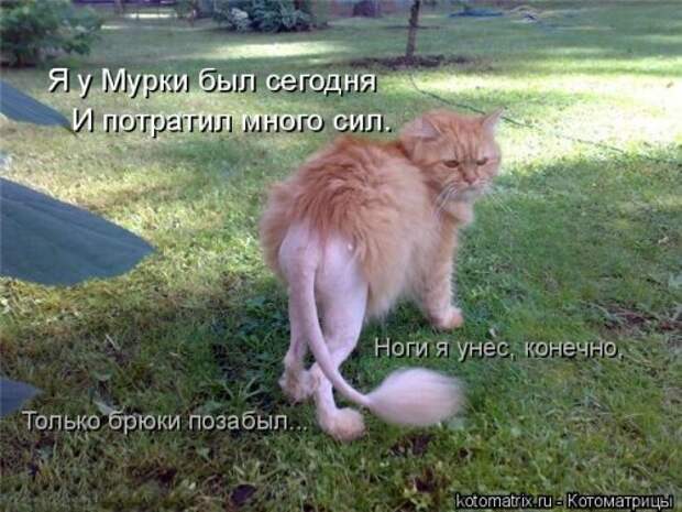 Свежая котоматрица для позитива (19 фото)