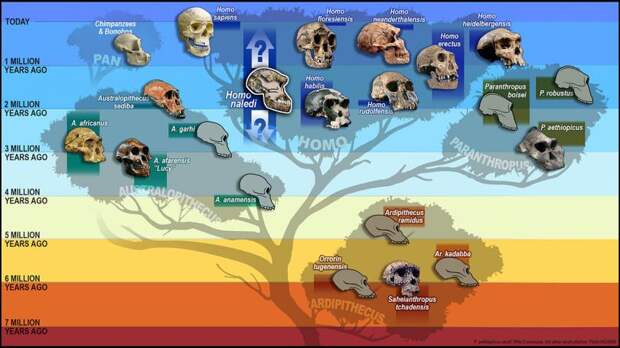 Загадочные Homo naledi - наши предки или двоюродные пращуры?