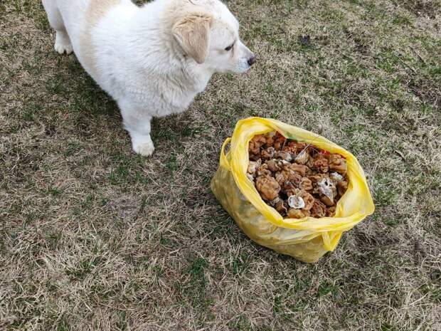 В Рязанской области пошли первые весенние грибы: любители «тихой охоты» делятся фото и спорят о вкусе строчков