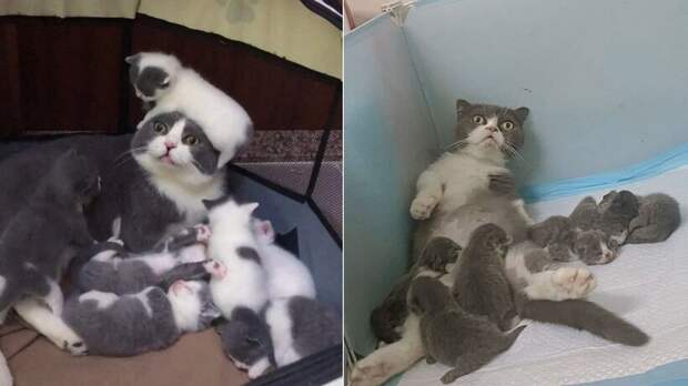 Блог - 13 эмоциональных фото животных, которые, похоже, не были готовы стать родителями 13 эмоциональных фото животных, которые, похоже, не были готовы стать родителями