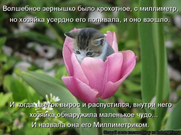 Лучшие котоматрицы недели (50 фото)