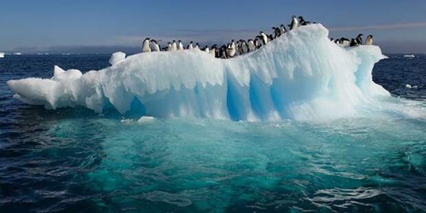 антарктида пингвины