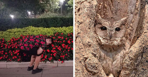 Игра в прятки: 22 фото, где нужно присмотреться дважды