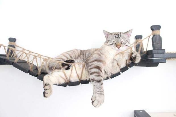 Любящие хозяева смастерили мост для кота в стиле Индианы Джонса бизнес, идея, индиана джонс, котики, мебель, мост, своими руками, стена